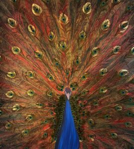 Peacock from the Ashes Phoenix / Pfau